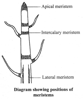 JAC Class 9 Science Notes Chapter 6 Tissues 1