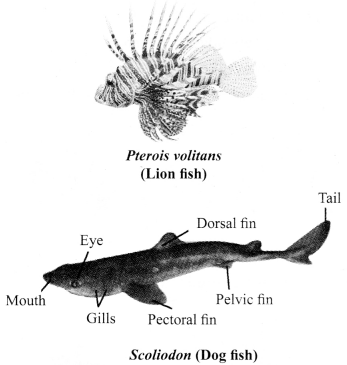 JAC Class 9 Science Notes Chapter 7 Diversity in Living Organisms 23