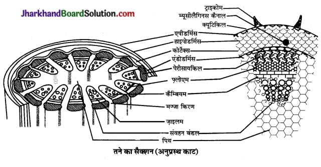 JAC Class 9 Science Solutions Chapter 6 ऊतक 2