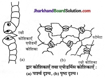 JAC Class 9 Science Solutions Chapter 6 ऊतक 3