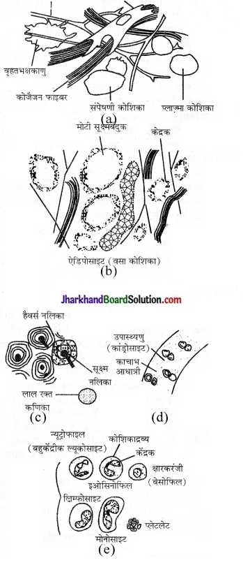 JAC Class 9 Science Solutions Chapter 6 ऊतक 5