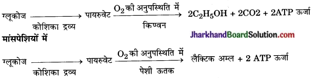 JAC Class 10 Science Important Questions Chapter 6 जैव प्रक्रम 11