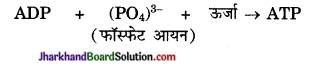 JAC Class 10 Science Important Questions Chapter 6 जैव प्रक्रम 4