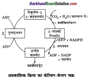 JAC Class 10 Science Important Questions Chapter 6 जैव प्रक्रम 6