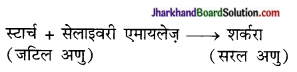 JAC Class 10 Science Solutions Chapter 6 जैव प्रक्रम 1