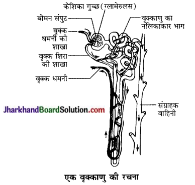 JAC Class 10 Science Solutions Chapter 6 जैव प्रक्रम 6