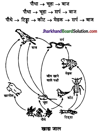 JAC Class 10 Science Important Questions Chapter 15 हमारा पर्यावरण 10