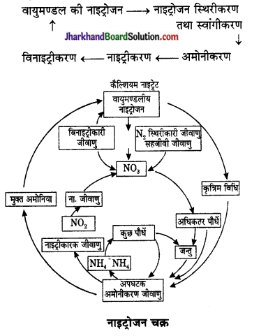 JAC Class 10 Science Important Questions Chapter 15 हमारा पर्यावरण 6