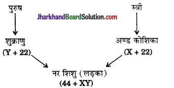 JAC Class 10 Science Important Questions Chapter 9 अनुवांशिकता एवं जैव विकास 4