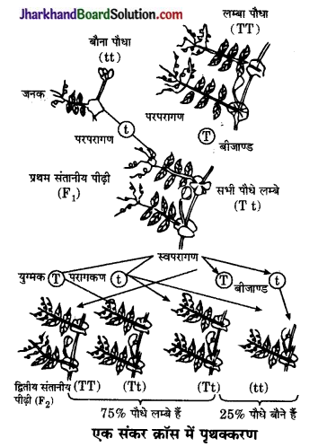 JAC Class 10 Science Important Questions Chapter 9 अनुवांशिकता एवं जैव विकास 5
