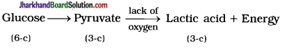 JAC Class 10 Science Important Questions Chapter 6 Life Processes 6