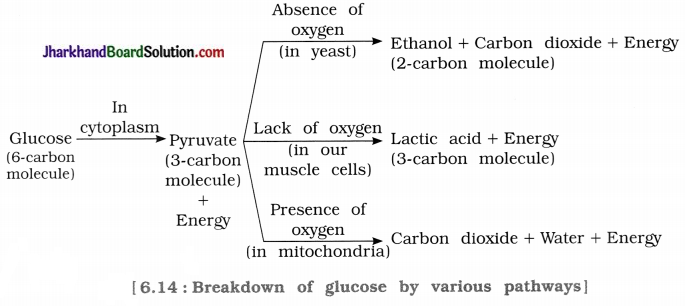 JAC Class 10 Science Solutions Chapter 6 Life Processes 2