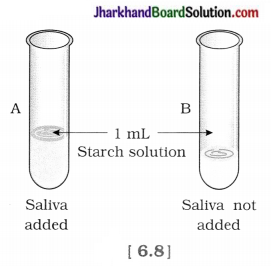 JAC Class 10 Science Solutions Chapter 6 Life Processes 6a