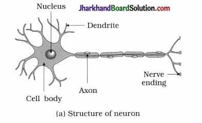 JAC Class 10 Science Solutions Chapter 7 Control and Coordination –  Jharkhand Board Solution