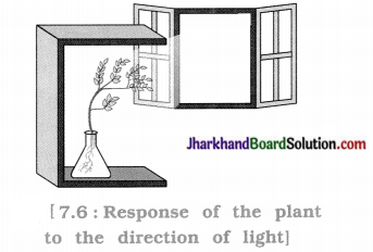 JAC Class 10 Science Solutions Chapter 7 Control and Coordination 2