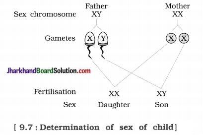 JAC Class 10 Science Solutions Chapter 9 Heredity and Evolution 4
