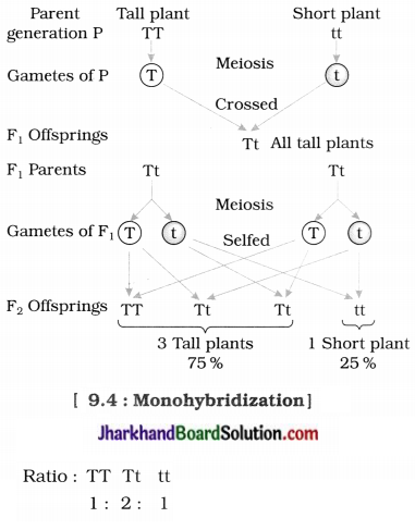 JAC Class 10 Science Solutions Chapter 9 Heredity and Evolution 6